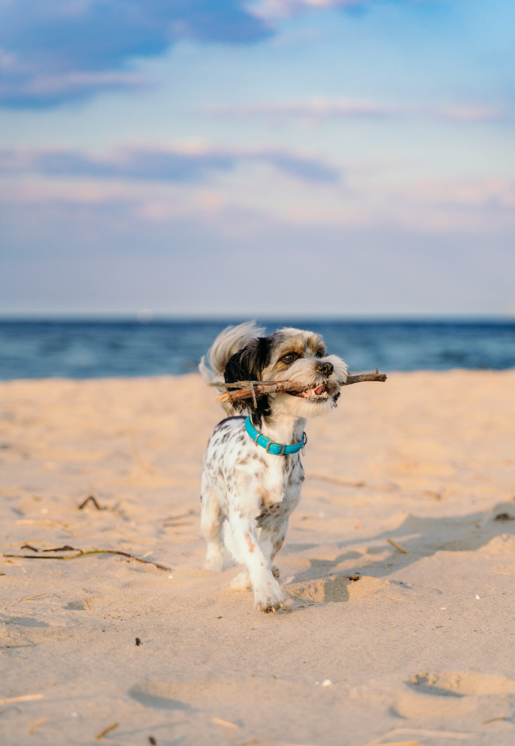 Nordseeurlaub mit Hund - ob nun Festland oder Nordseeinsel - das sollte man wissen