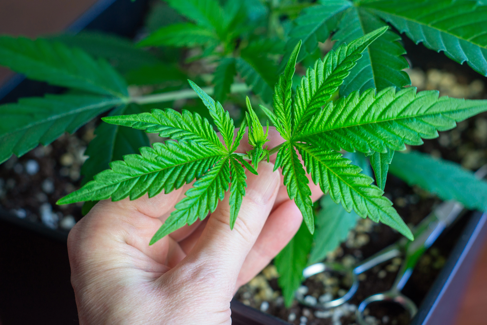 Compound Genetics Samen anbauen: Worauf du achten solltest